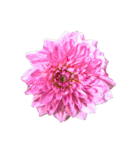 花の写真で花束作り（個別スタンプ：27）