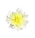 花の写真で花束作り（個別スタンプ：28）