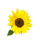 花の写真で花束作り（個別スタンプ：31）