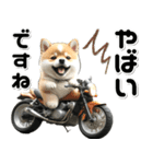 敬語♡バイク好き 豆柴（個別スタンプ：4）
