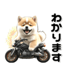敬語♡バイク好き 豆柴（個別スタンプ：24）