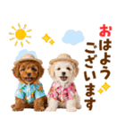 プードルの夏（個別スタンプ：1）