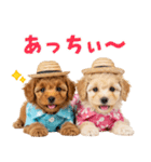 プードルの夏（個別スタンプ：10）