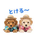 プードルの夏（個別スタンプ：11）