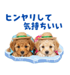 プードルの夏（個別スタンプ：13）