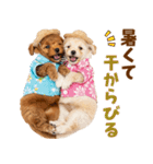 プードルの夏（個別スタンプ：16）