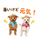 プードルの夏（個別スタンプ：17）