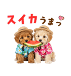 プードルの夏（個別スタンプ：18）