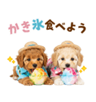 プードルの夏（個別スタンプ：19）