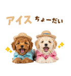 プードルの夏（個別スタンプ：20）