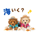 プードルの夏（個別スタンプ：26）