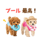 プードルの夏（個別スタンプ：27）