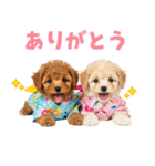 プードルの夏（個別スタンプ：35）