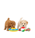 プードルの夏（個別スタンプ：39）