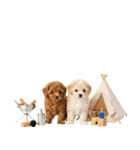 プードルの夏（個別スタンプ：40）