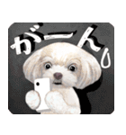 【マルチーズのおうち】動くよ！Pop-Up（個別スタンプ：3）