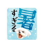 【マルチーズのおうち】動くよ！Pop-Up（個別スタンプ：9）