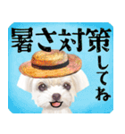【マルチーズのおうち】動くよ！Pop-Up（個別スタンプ：11）