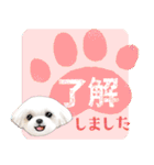 【マルチーズのおうち】動くよ！Pop-Up（個別スタンプ：16）