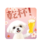 【マルチーズのおうち】動くよ！Pop-Up（個別スタンプ：19）