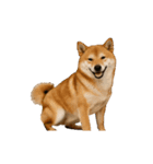 動く！リアルな犬猫たち（猫多め）（個別スタンプ：2）