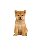 動く！リアルな犬猫たち（猫多め）（個別スタンプ：3）