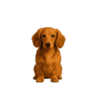 動く！リアルな犬猫たち（猫多め）（個別スタンプ：4）