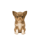 動く！リアルな犬猫たち（猫多め）（個別スタンプ：5）
