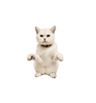 動く！リアルな犬猫たち（猫多め）（個別スタンプ：8）