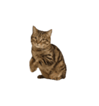 動く！リアルな犬猫たち（猫多め）（個別スタンプ：9）