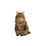 動く！リアルな犬猫たち（猫多め）（個別スタンプ：10）