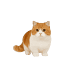 動く！リアルな犬猫たち（猫多め）（個別スタンプ：11）