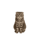 動く！リアルな犬猫たち（猫多め）（個別スタンプ：13）