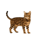 動く！リアルな犬猫たち（猫多め）（個別スタンプ：15）