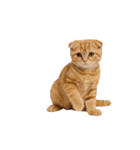 動く！リアルな犬猫たち（猫多め）（個別スタンプ：19）