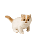 動く！リアルな犬猫たち（猫多め）（個別スタンプ：21）