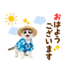 でか文字！夏のミヌエット（個別スタンプ：1）