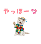 でか文字！夏のミヌエット（個別スタンプ：2）