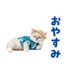 でか文字！夏のミヌエット（個別スタンプ：5）