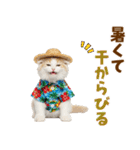 でか文字！夏のミヌエット（個別スタンプ：16）