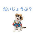 でか文字！夏のミヌエット（個別スタンプ：36）