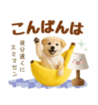 飛び出す癒し豆しばのラフな敬語（個別スタンプ：3）