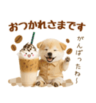 飛び出す癒し豆しばのラフな敬語（個別スタンプ：9）