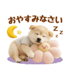 飛び出す癒し豆しばのラフな敬語（個別スタンプ：11）