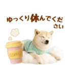 飛び出す癒し豆しばのラフな敬語（個別スタンプ：12）