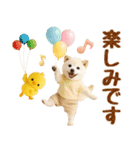 飛び出す癒し豆しばのラフな敬語（個別スタンプ：22）