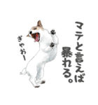 水彩画ジャックラッセルテリア（あるある）（個別スタンプ：2）