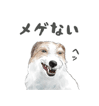 水彩画ジャックラッセルテリア（あるある）（個別スタンプ：3）