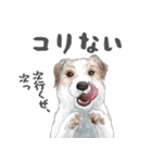 水彩画ジャックラッセルテリア（あるある）（個別スタンプ：4）