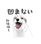 水彩画ジャックラッセルテリア（あるある）（個別スタンプ：5）